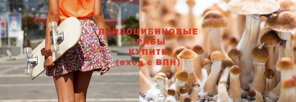 хмурый Аркадак